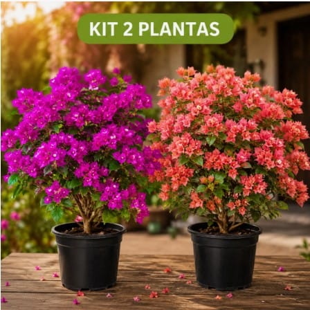 Jardim afetivo com plantas tradicionais da casa da avó
