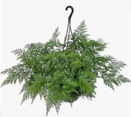 Jardim afetivo com plantas tradicionais da casa da avó