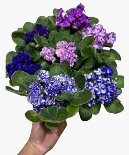 violeta